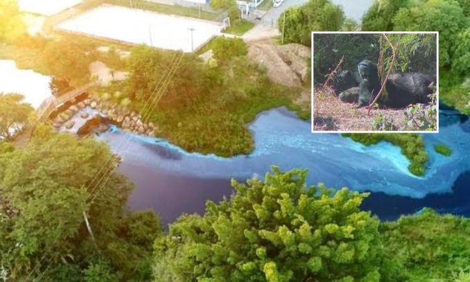 Capivaras azuis são flagradas em córrego de Jundiaí após derramamento de corante