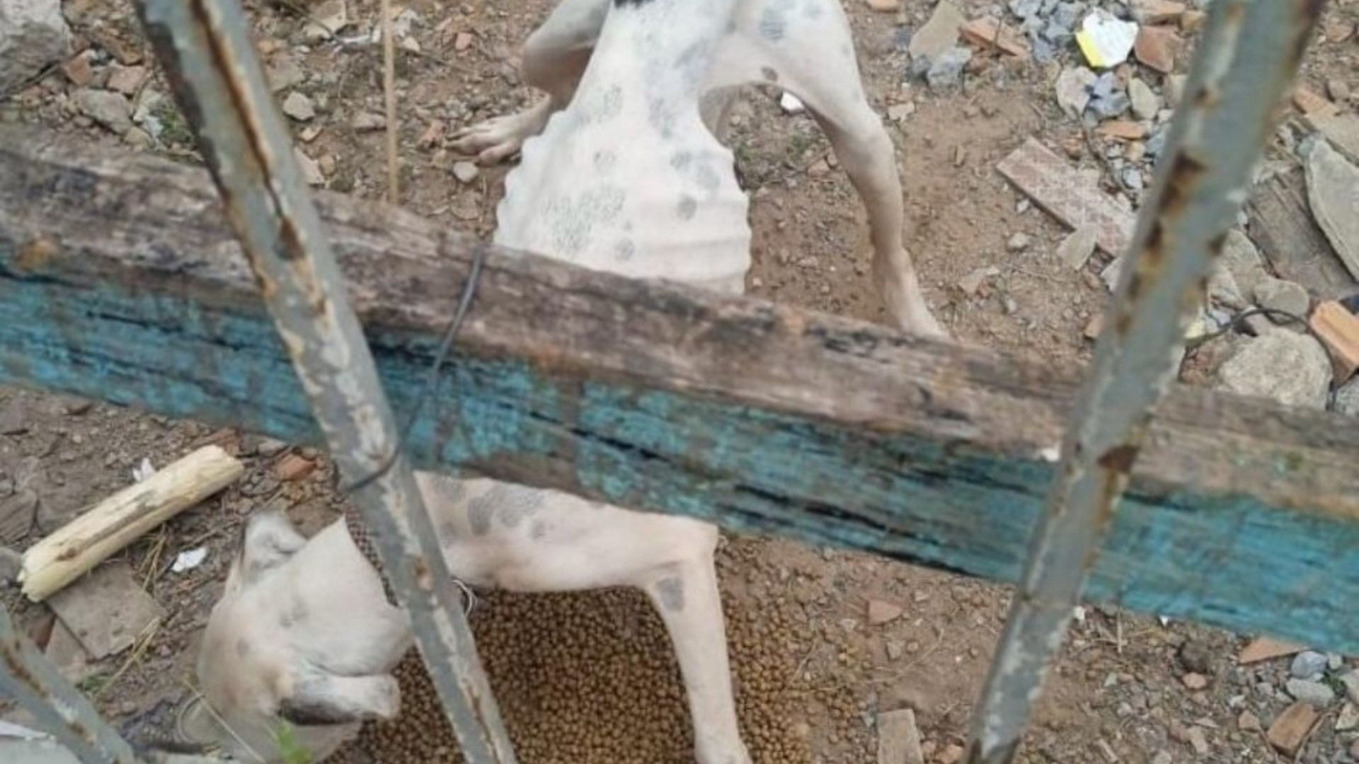 Homem de 56 anos é preso por maus-tratos a cães em Várzea Grande após denúncia anônima