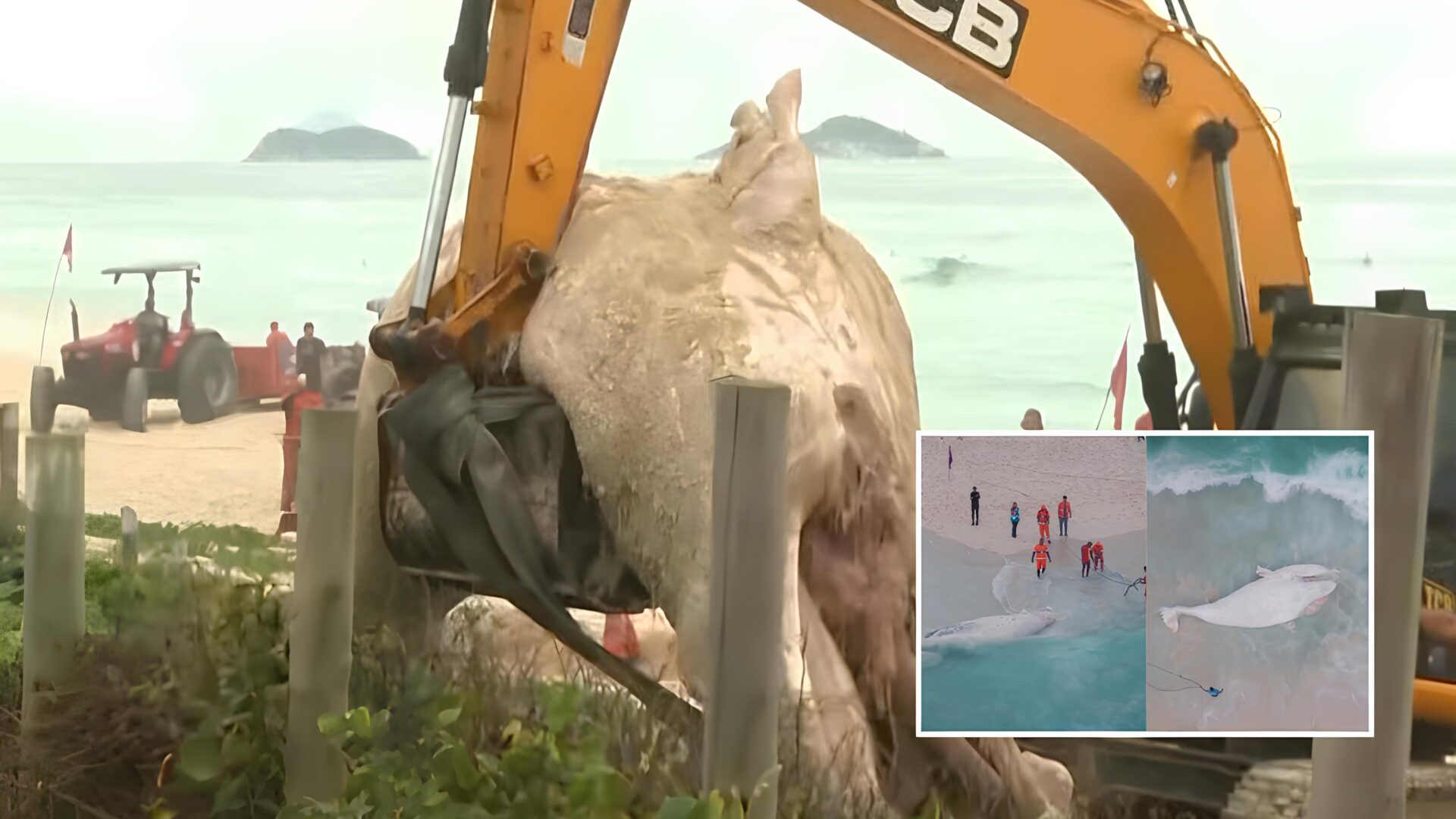 Baleia morta é encontrada na Praia e mobiliza cientistas e autoridades; veja vídeo
