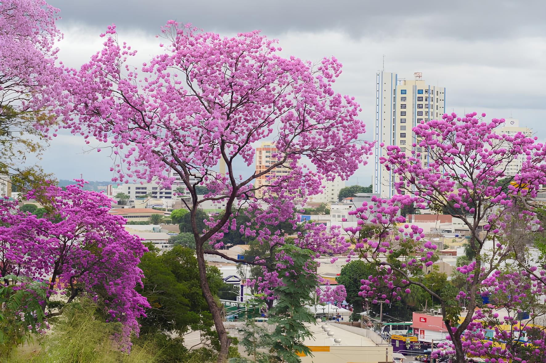 Chuva rosa em Cuiabá: ipês florescem e criam espetáculo natural nas ruas; veja vídeo