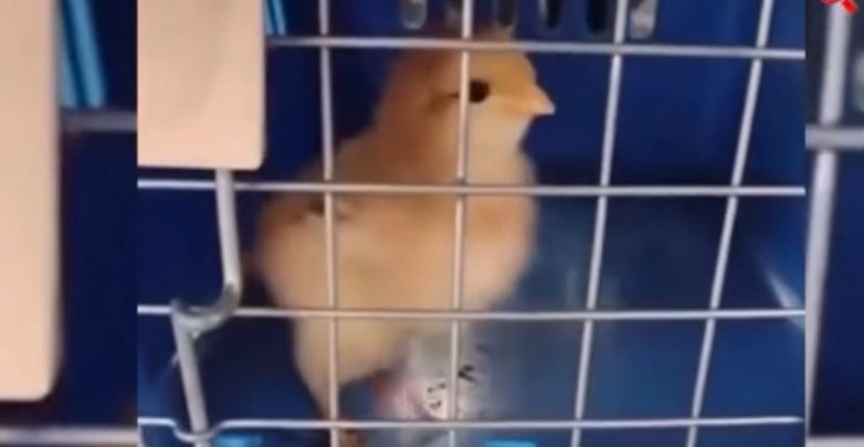 Homem viraliza ao mostrar sintonia impressionante com seus pets: vídeo conquista a internet; Veja vídeo