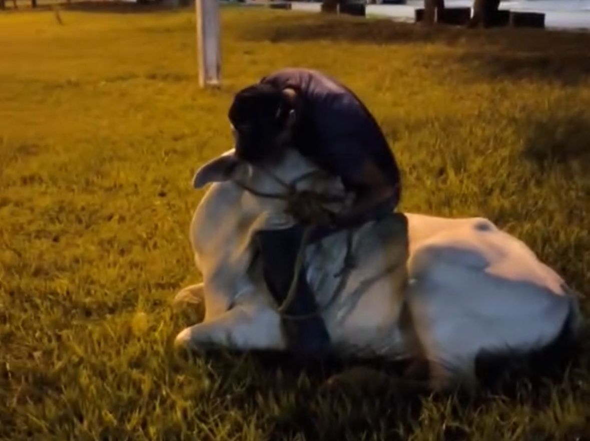 Homem acaricia boi em praça de Rondonópolis e vídeo viraliza como pet exótico; Veja vídeo