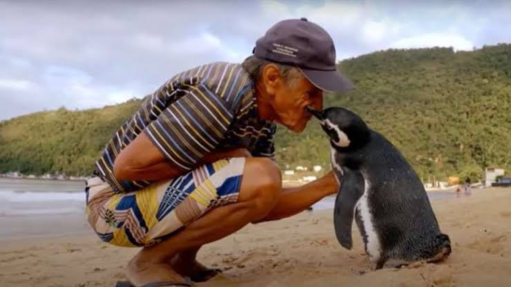 Pinguim aparece entre banhistas em praia do Rio de Janeiro e surpreende frequentadores; veja vídeo
