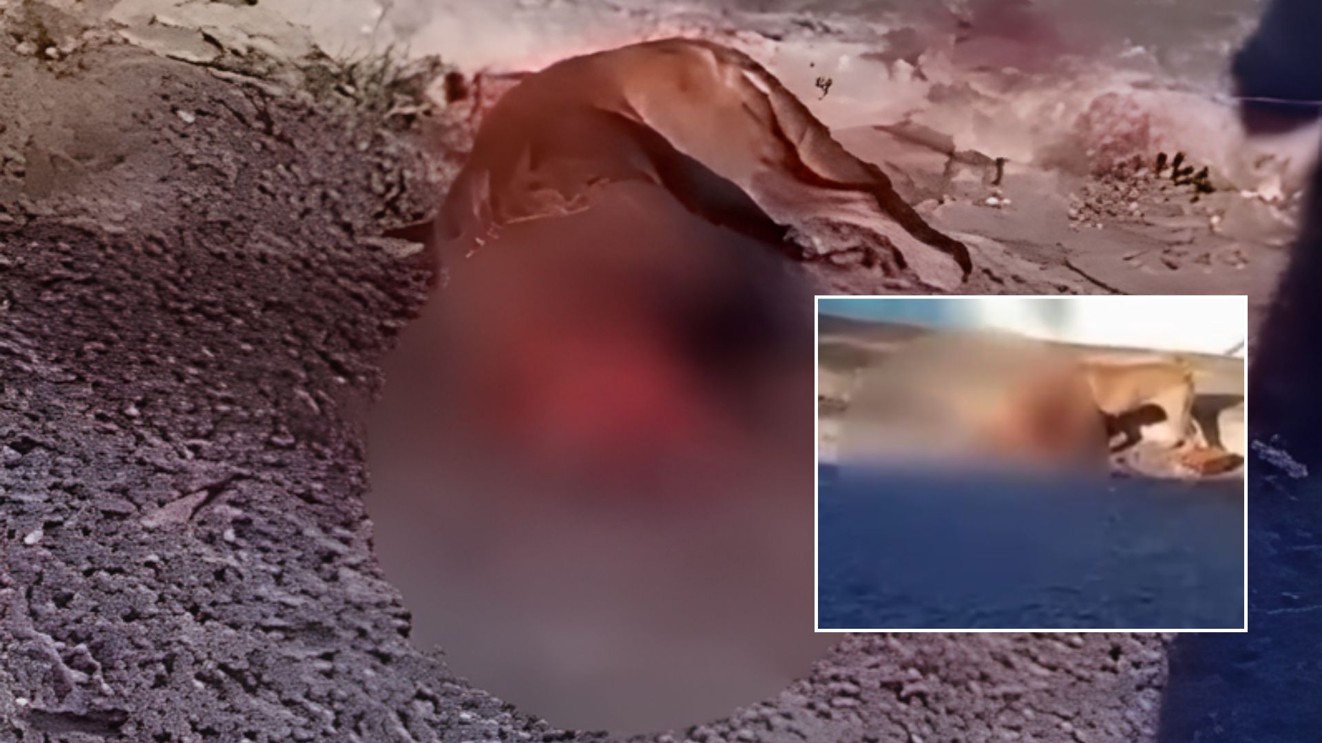 Tutor de pitbull que matou cadela é solto após pagar fiança e cão fica sob a custódia da prefeitura de Barra do Garças; veja vídeo