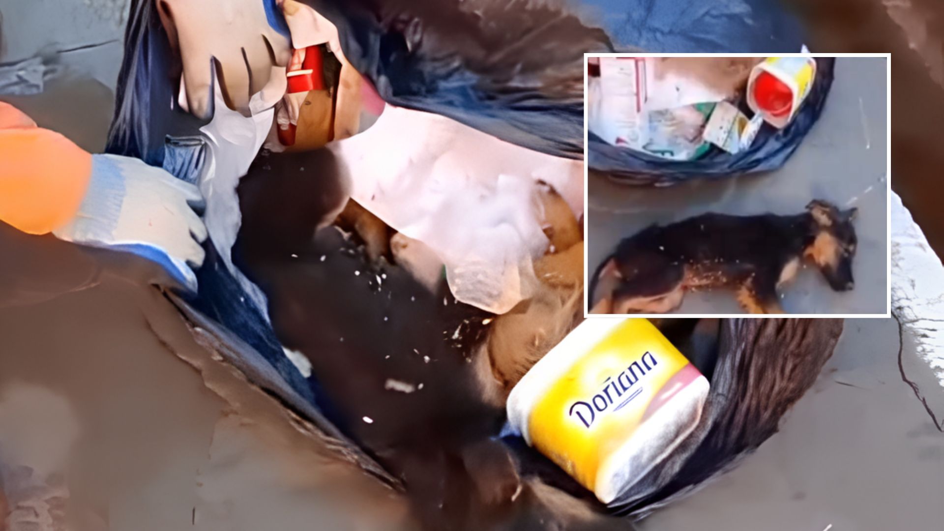 Cachorro é encontrado vivo dentro de saco de lixo em Tangará da Serra e caso revolta moradores; veja vídeo