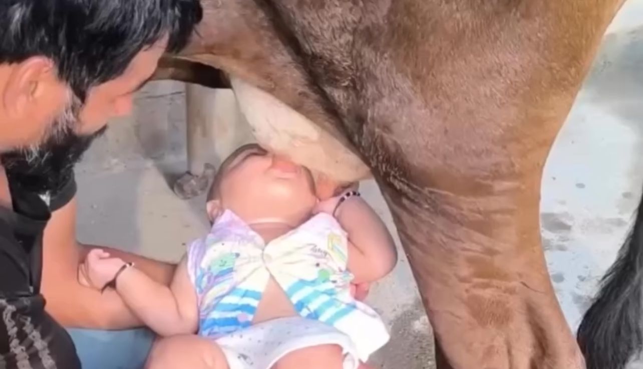 Pai coloca filha bebê para mamar direto na vaca