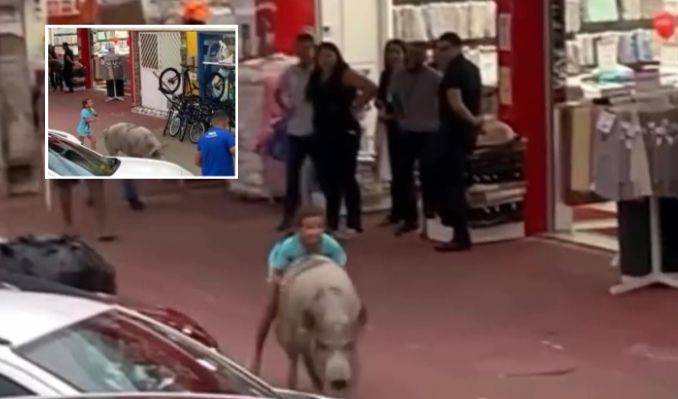 Criança monta em porco no centro da cidade e cena viraliza