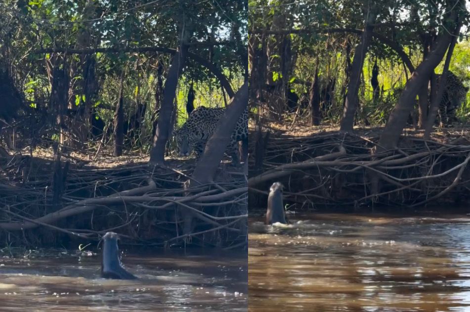 Ariranha enfrenta onça-pintada no Pantanal e vira símbolo da resistência selvagem