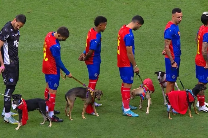 Vídeo: jogadores do Bahia entram em campo com cães fantasiados para adoção e surpreendem torcida