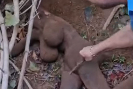 Polícia em Sorriso Encontra Boneca Inflável e Desvenda Mistério