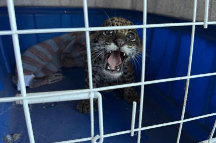 Filhote de onça-pintada surpreende família em Barra do Garças e mobiliza resgate; veja vídeo