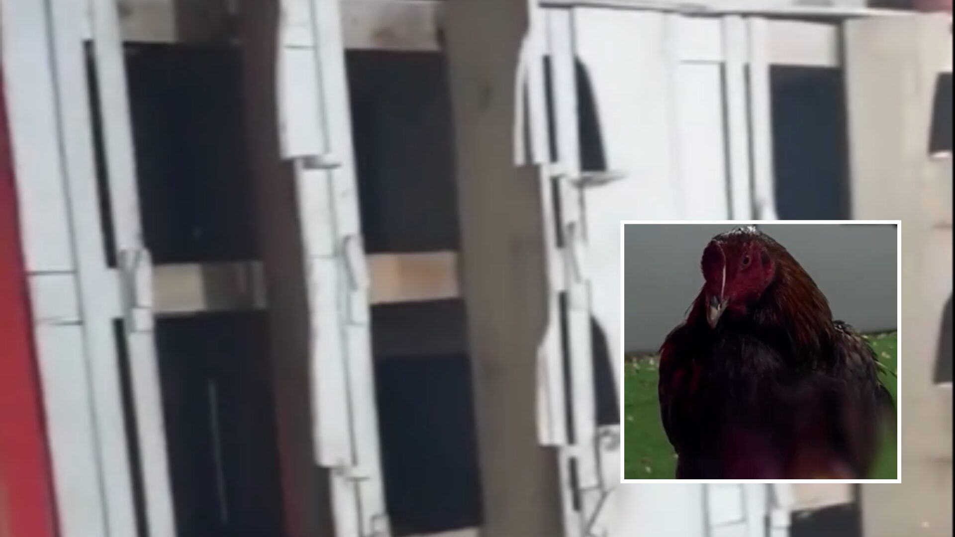 Polícia desmantela rinha de galos em Lucas do Rio Verde e apreende quase R$ 3 mil; veja vídeo