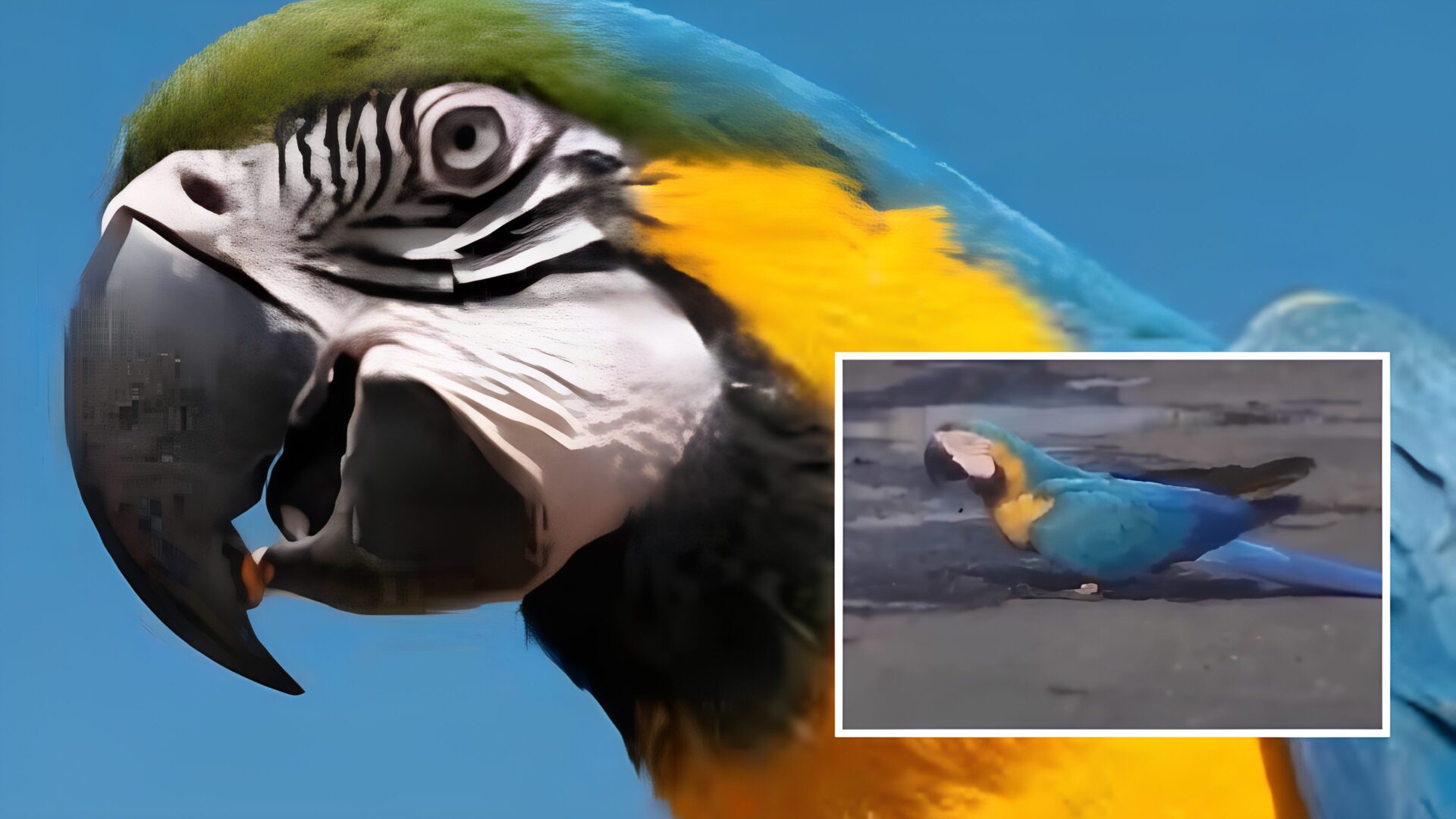 Motorista interrompe trajeto em Barra do Garças para ajudar Arara a se refrescar no asfalto; veja vídeo