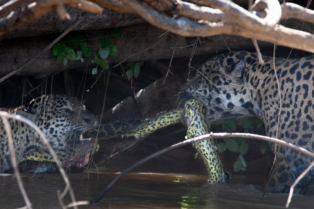 onças e sucuri em confronto épico no Pantanal