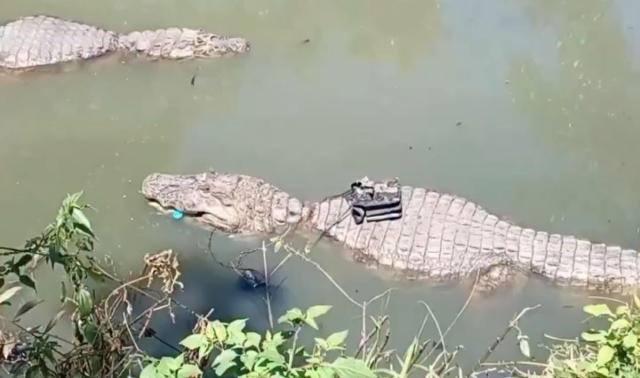 Jacaré viraliza ao aparecer com bolsa em comunidade; veja vídeo
