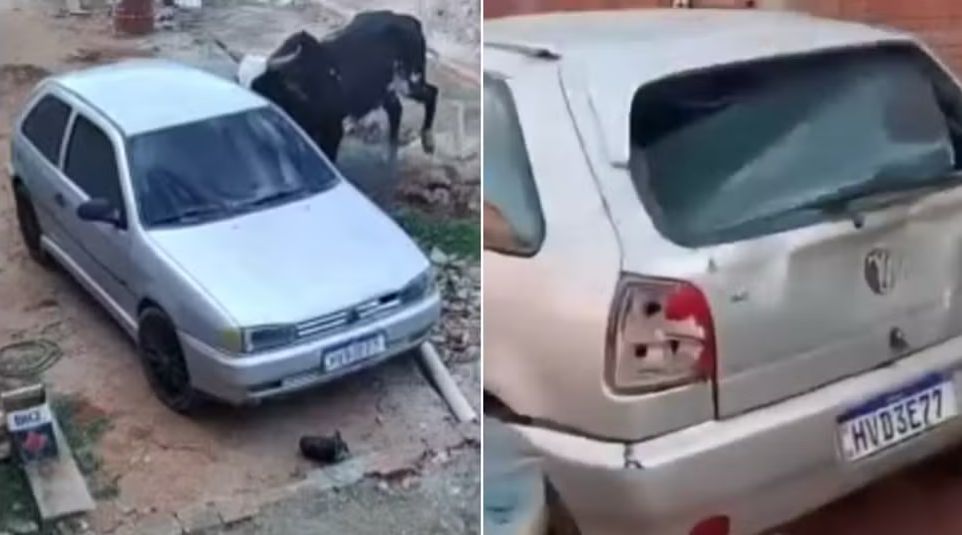 Boi furioso invade casa destrói veículo e assusta moradores; veja vídeo