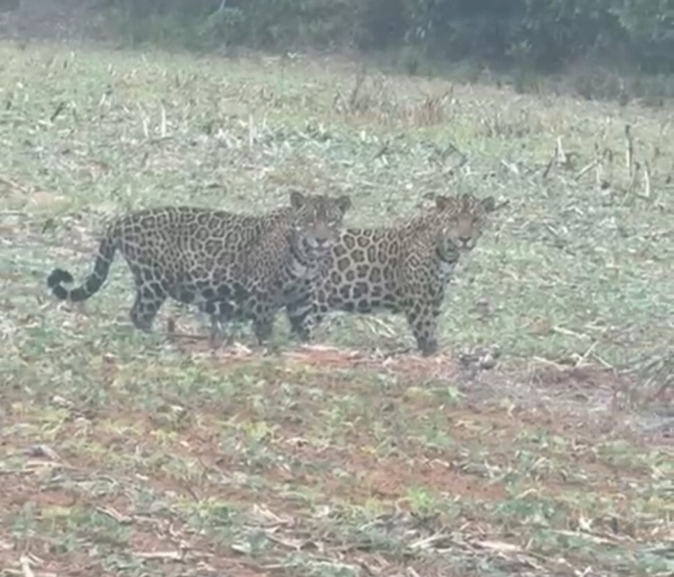 Duas onças-pintadas cruzam lavoura em MT