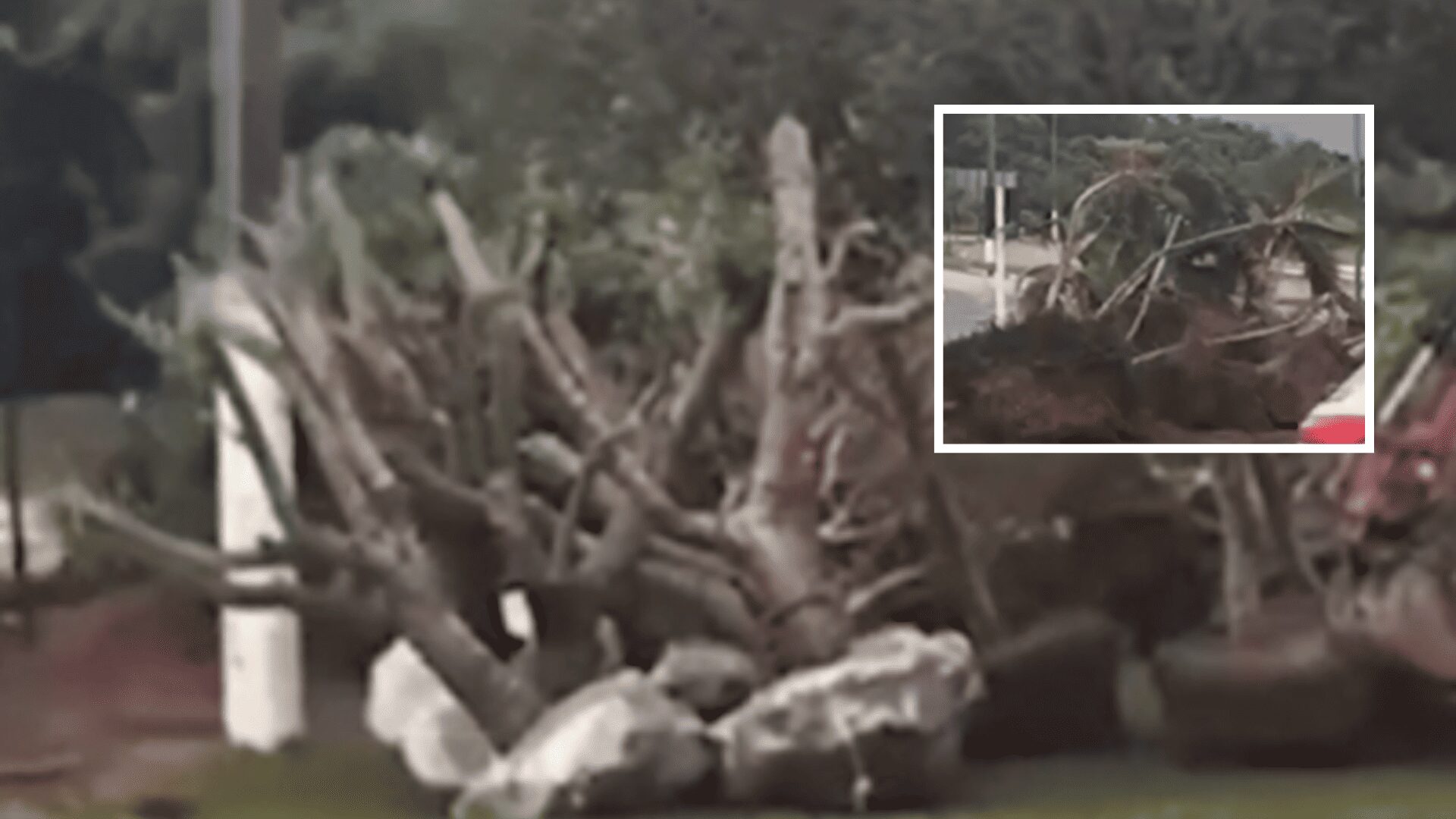 Moradores procuram respostas após retirada de ipê em Chapada dos Guimarães; veja vídeo