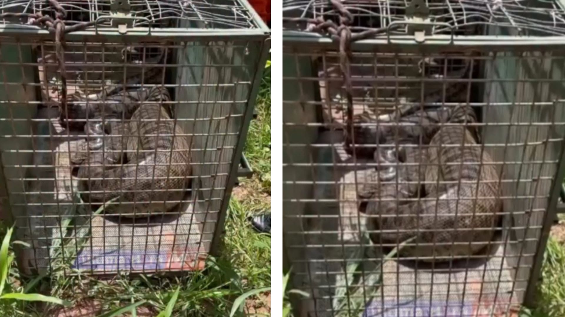 Sucuri de cinco metros é capturada em área urbana de Várzea Grande; veja vídeo