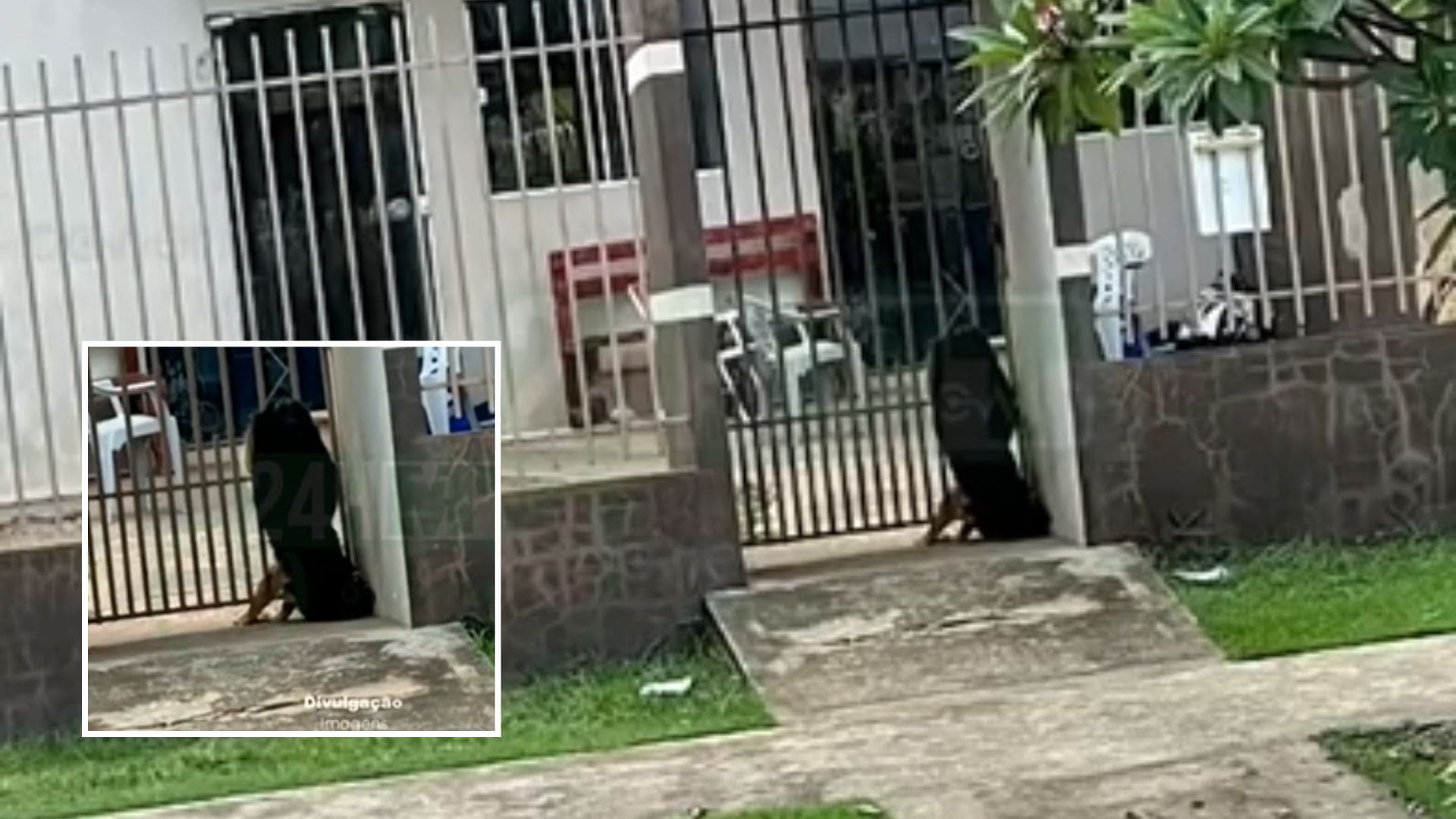 Cachorra morre presa entre grades após se assustar com fogos em Nova Mutum; veja vídeo