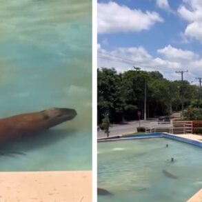 Capivaras usam chafariz da Assembleia para escapar do calor intenso em Cuiabá; veja vídeo