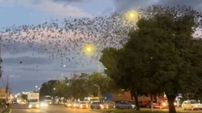 Vídeo mostra milhares de pássaros pousando em sincronia em Campo Verde; confira
