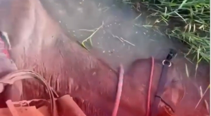 Cavalo morre após choque elétrico de peixe poraquê; Veja vídeo