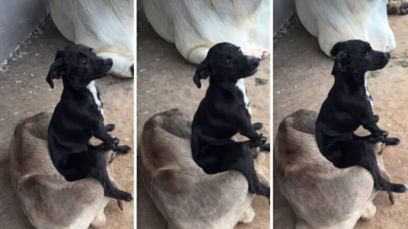Doguinho “folgado” transforma bezerro em almofada e cena tranquila diverte a web; veja vídeo