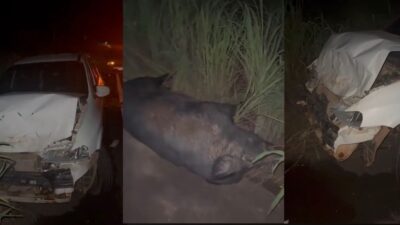 Javali cruza estrada no escuro e acaba sendo atingido por carro na MT-240; veja vídeo