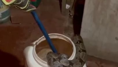 Jiboia de 1,5 metro é capturada dentro de residência; Veja vídeo