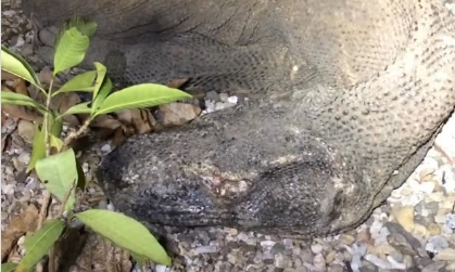 Cena rara com dragão de Komodo moribundo expõe dureza do ciclo natural da vida; Veja vídeo