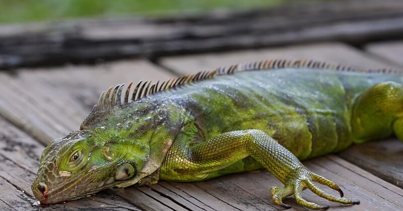 “Chuva de iguanas congeladas” impressiona e expõe efeitos do frio extremo; veja vídeo