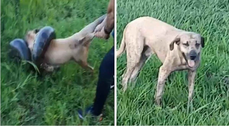 Ação imediata de militares do Exército impede morte de cachorra atacada por sucuri; veja vídeo