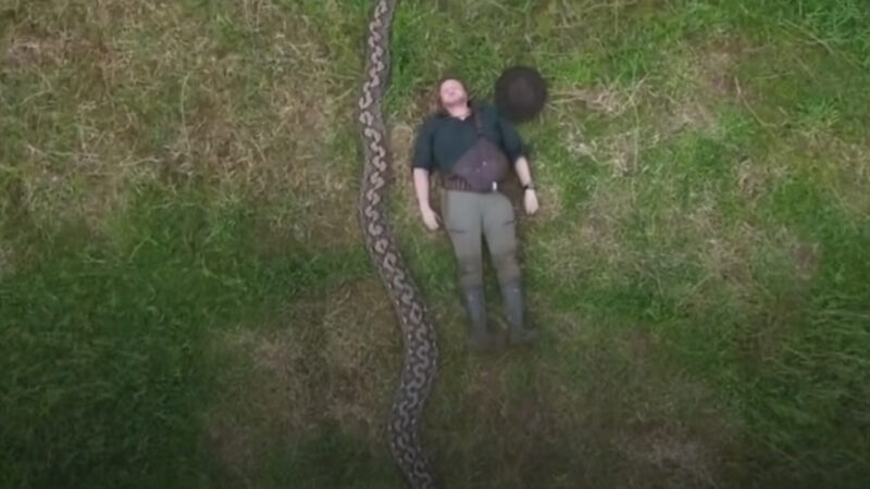 Cobra de 7 metros quebra recorde mundial e impressiona pelo tamanho; veja vídeo