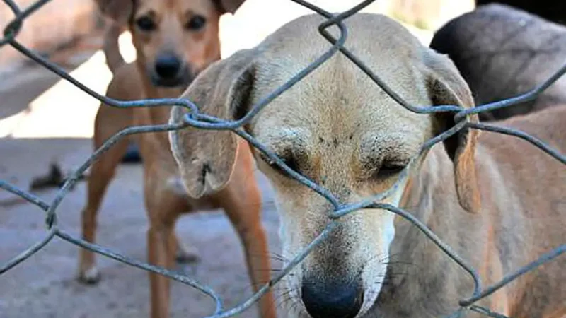 Prefeitura lança modelo inovador para acolhimento temporário de animais e busca voluntários