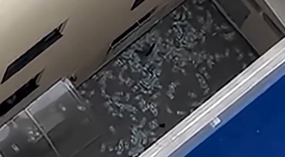 Mala com R$ 429 mil voa de apartamento no 30º andar e PF recupera dinheiro em Operação; Veja vídeo