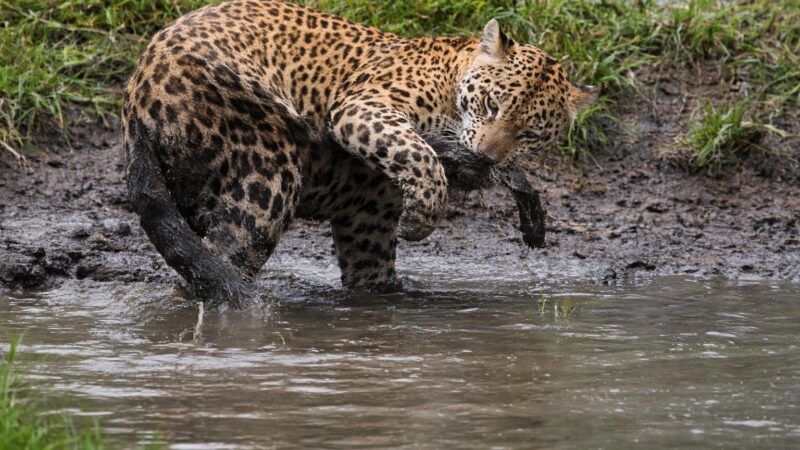 Onça-pintada encanta ao se tornar “presa” ao capturar o próprio rabo; veja vídeo