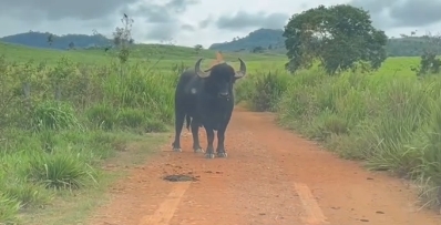 Motorista dá ré às pressas após búfalo surpreender na pista; Veja vídeo