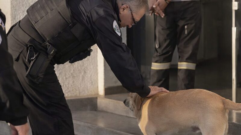 Delegado viraliza ao parar condução de preso para fazer carinho em cachorro; veja vídeo