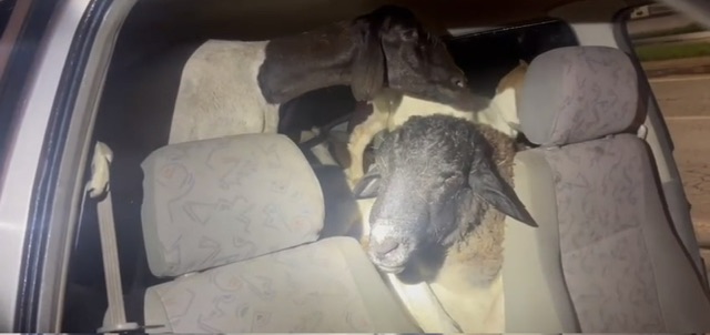 PRF encontra 18 bodes amontoados em carro e sete morrem por falta de ventilação; veja vídeo