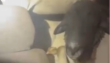 Carro abandonado em rodovia é encontrado com bodes amontoados, sete deles mortos; Veja vídeo