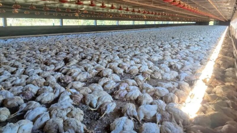 Falha no fornecimento de energia provoca morte de 20 mil frangos em propriedade rural; veja vídeo