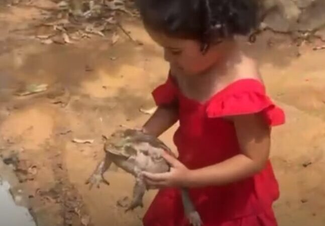Menina encanta internet ao cuidar de sapo gigante como se fosse animal de estimação; veja vídeo