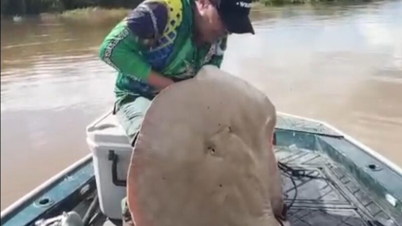 Eduardo Costa fisga arraia de mais de 65 kg no rio Araguaia; veja vídeo