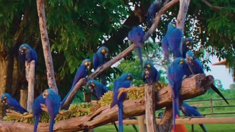 Fotógrafo registra encontro de dezenas de araras-azuis em árvore; Veja vídeo