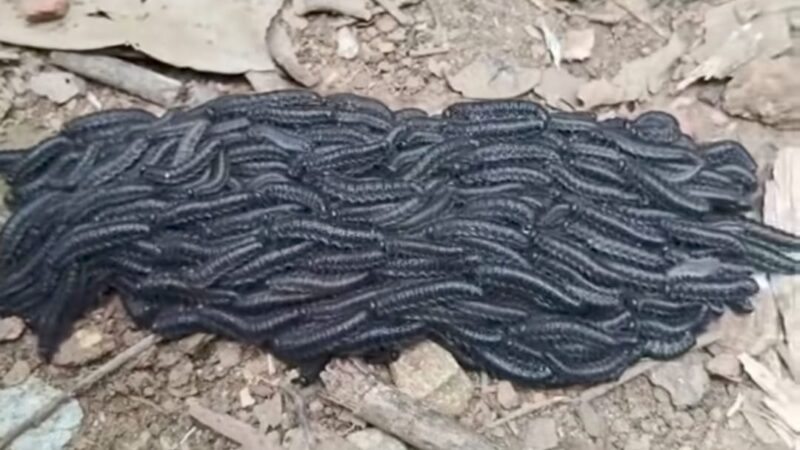 Larva mata-porco pode provocar intoxicação fatal em animais e preocupa produtores rurais; veja vídeo