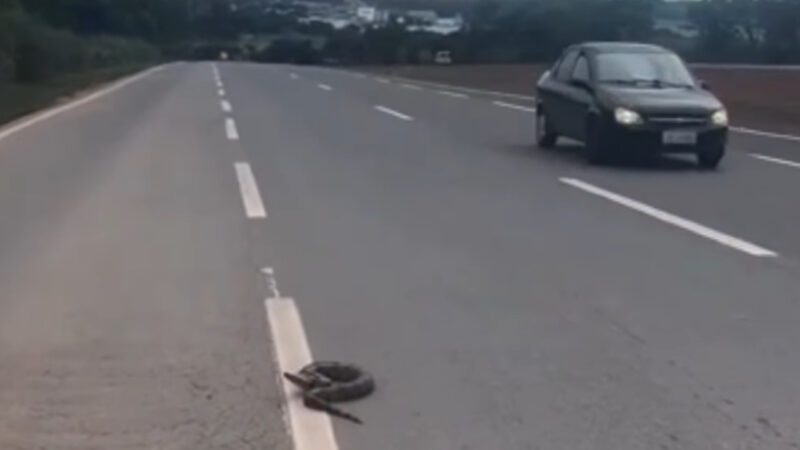 Jiboia tenta atravessar rodovia e mobiliza PRF em resgate; Veja vídeo