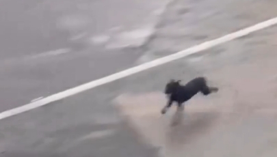 Cachorra escapa e paralisa voo em Aeroporto; Veja vídeo