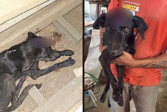Denúncia de maus-tratos mobiliza PM após cachorro ser encontrado com corte na cabeça em Cuiabá; veja vídeo