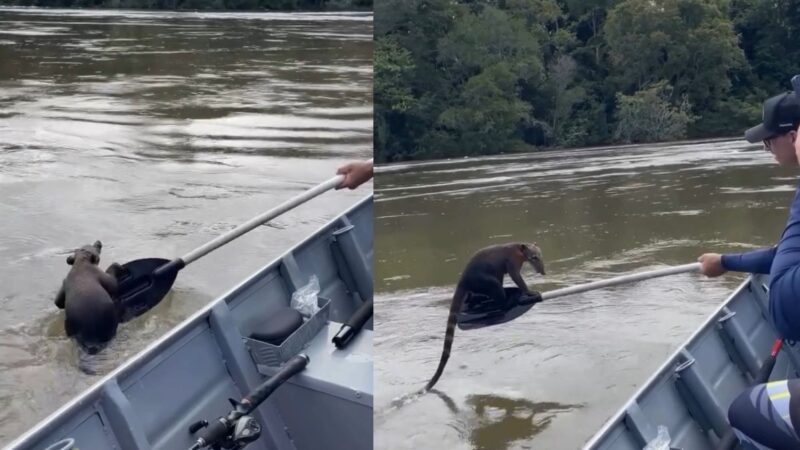 Quati pega “carona” em remo de pescadores durante travessia do Rio Xingu em MT; veja vídeo